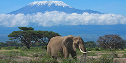 african safari